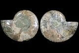 Bargain, Cut & Polished Ammonite Fossil - Mud Filled #73955-1